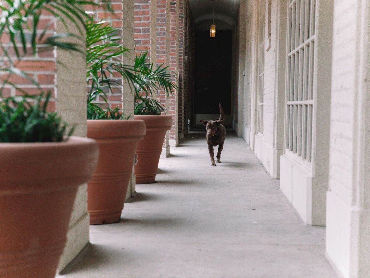 A dog walks down a corridor lined with large potted plants, against a backdrop of brick and glass windows.