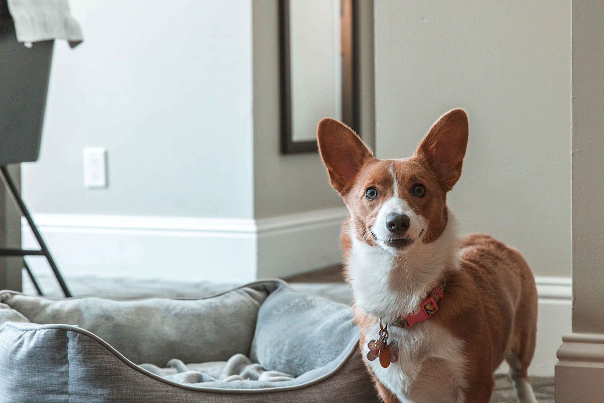 A small dog stands next to a cozy pet bed and water bowl on a carpeted floor in a well-lit room.