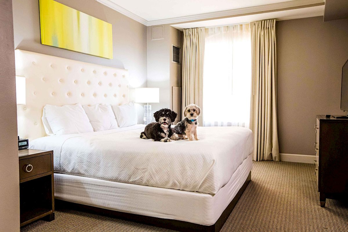 A cozy bedroom with a large bed, headboard, modern decor, and two small dogs sitting on the bed.
