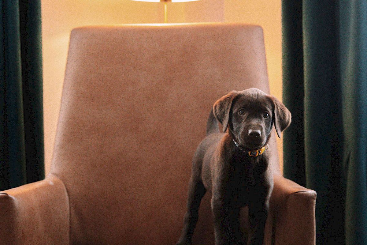 A puppy is standing on a brown armchair in a dimly lit room with a lamp and curtains in the background.