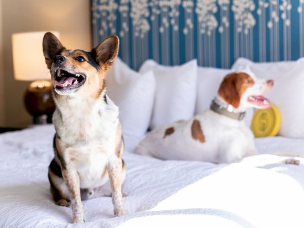 Two dogs are sitting on a bed with white sheets and pillows, one in the foreground looking left, and the other lying down behind it.