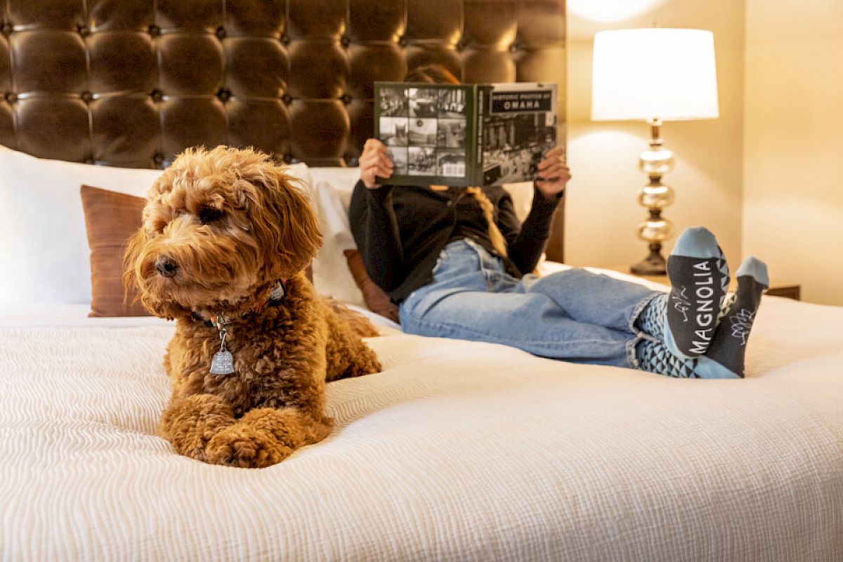 A fluffy dog lies on a bed while a person wearing 