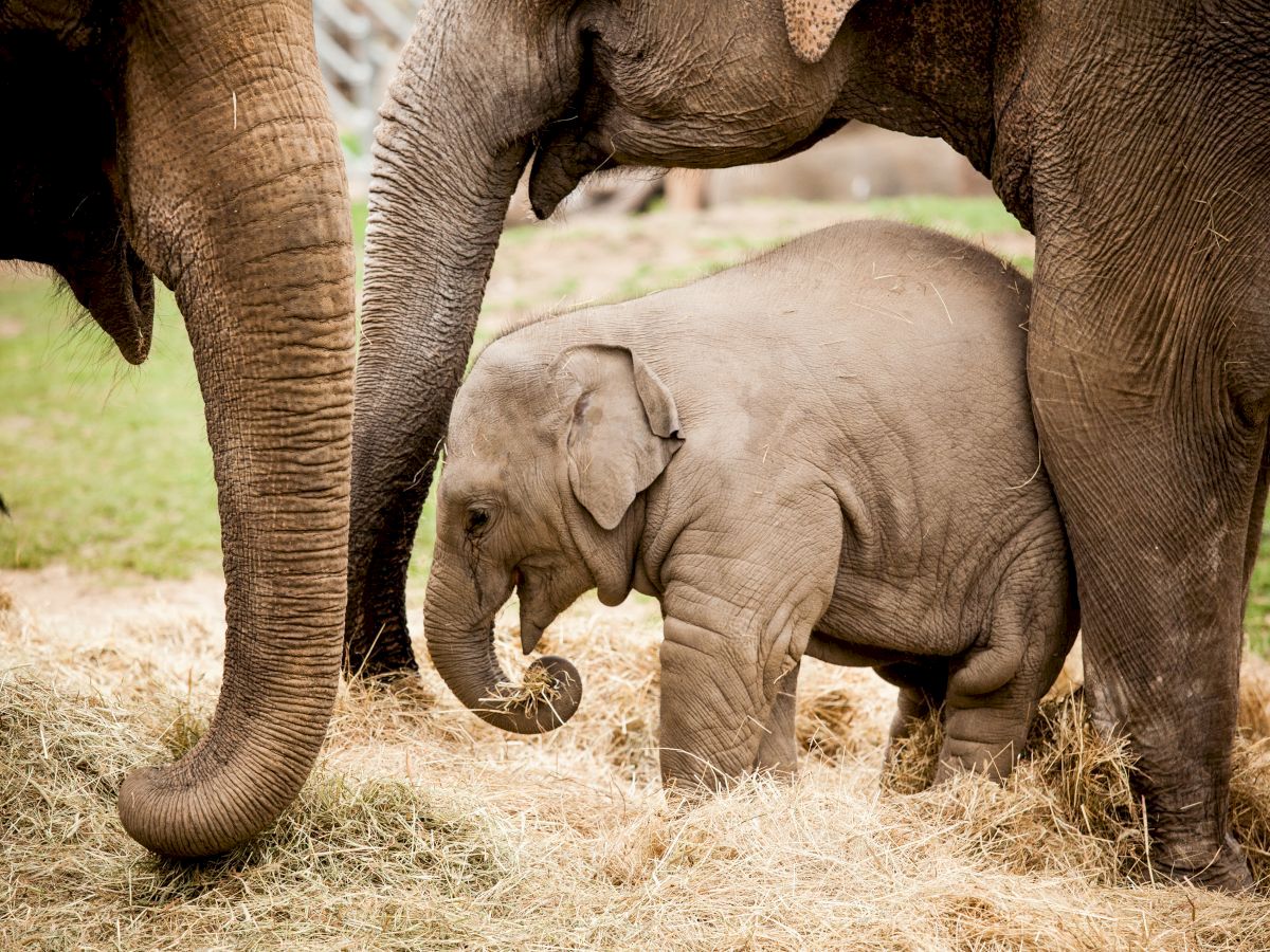 A baby elephant standing on straw, surrounded by two adult elephants in a natural setting.