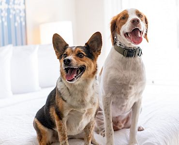 Two happy dogs are sitting on a bed in a bright room, with a blue and floral artwork on the wall in the background.