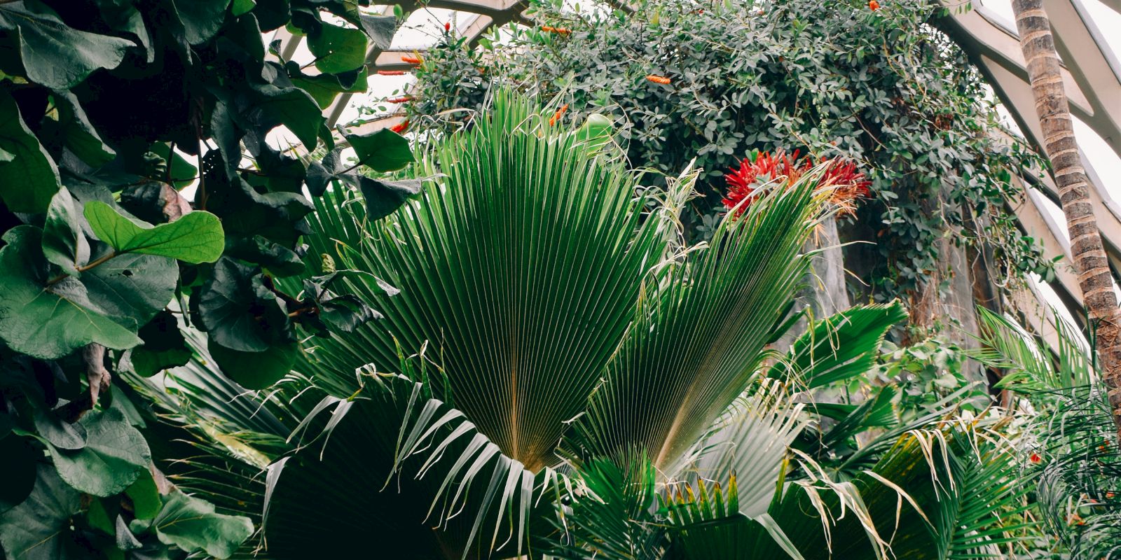 A lush indoor garden with various tropical plants under a large, arched glass roof, providing a vibrant, greenhouse-like atmosphere.