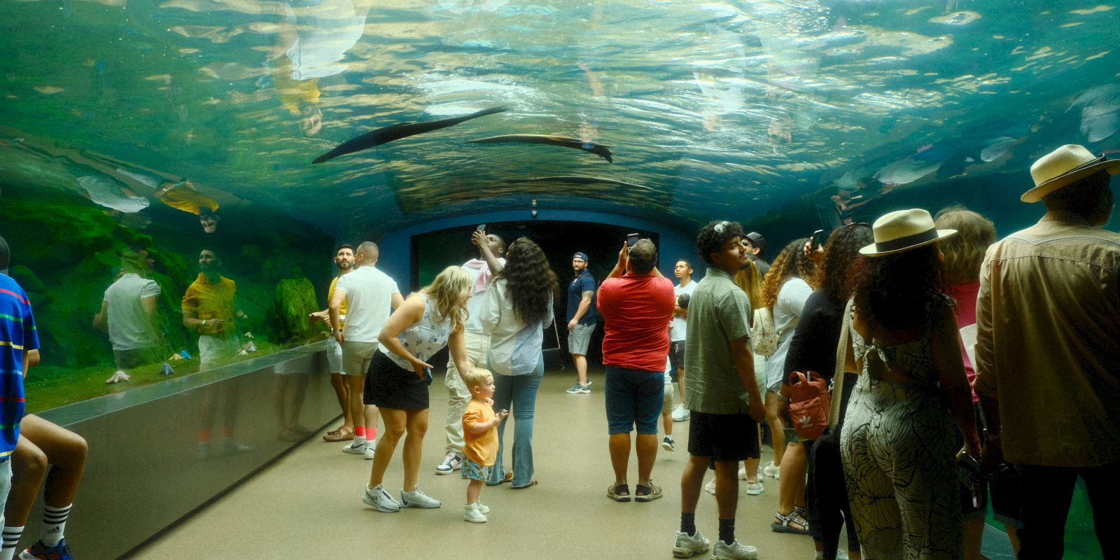 People walking through an aquarium tunnel, observing marine life swimming overhead. Some are taking photos and admiring the view.
