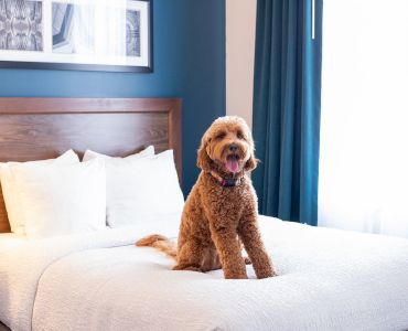 A fluffy brown dog sitting on a neatly made bed in a room with blue walls and curtains.