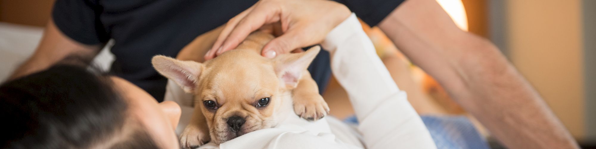 A couple is lying on a bed with a small puppy resting on the woman's chest, creating a cozy and affectionate scene.