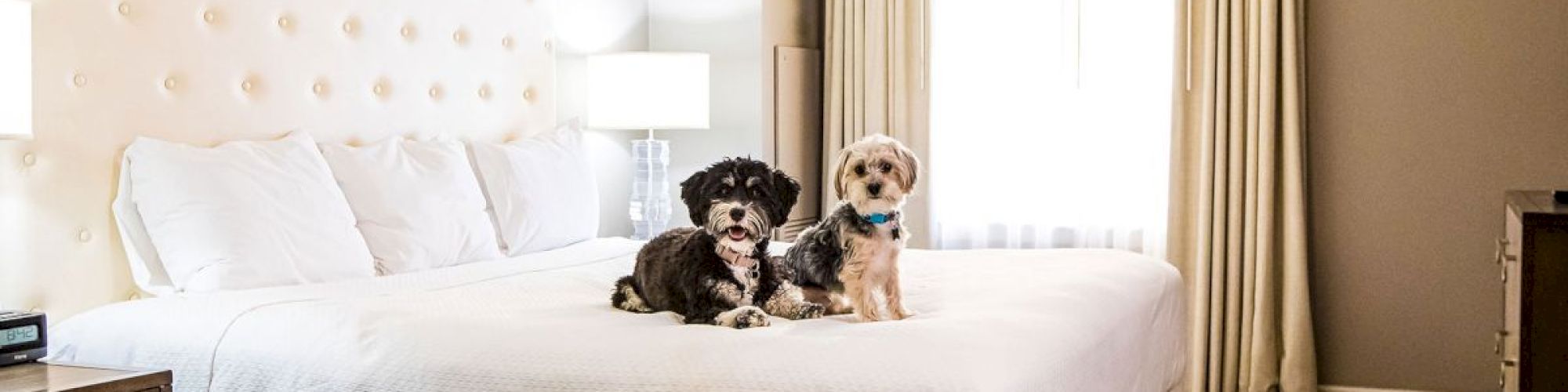A hotel room with a large bed, two small dogs sitting on it, modern decor, a colorful painting, bedside tables, and a curtained window.